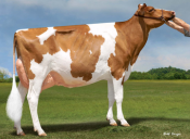 Luck-E McGucci Afro-Red EX-94